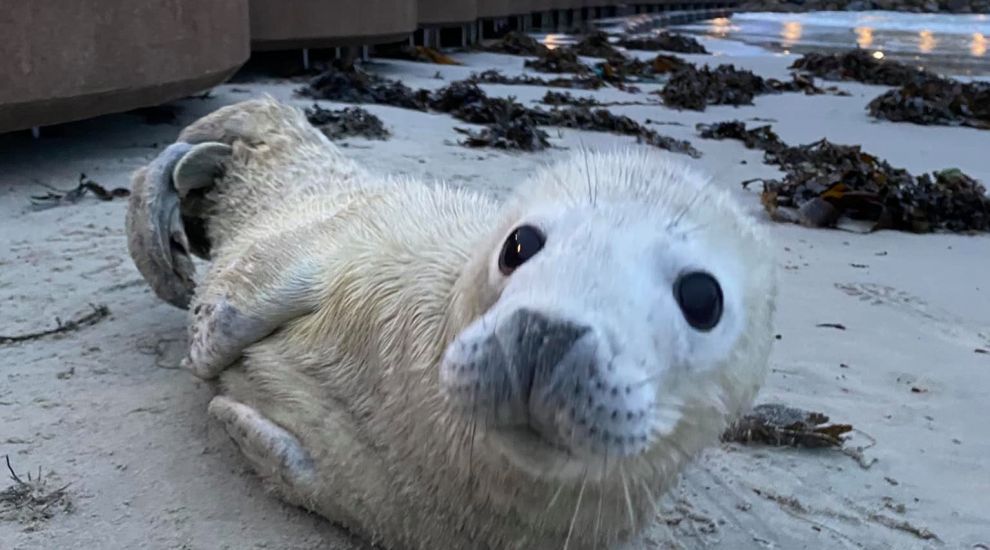 Seal pup in intensive care after losing mum in Jersey