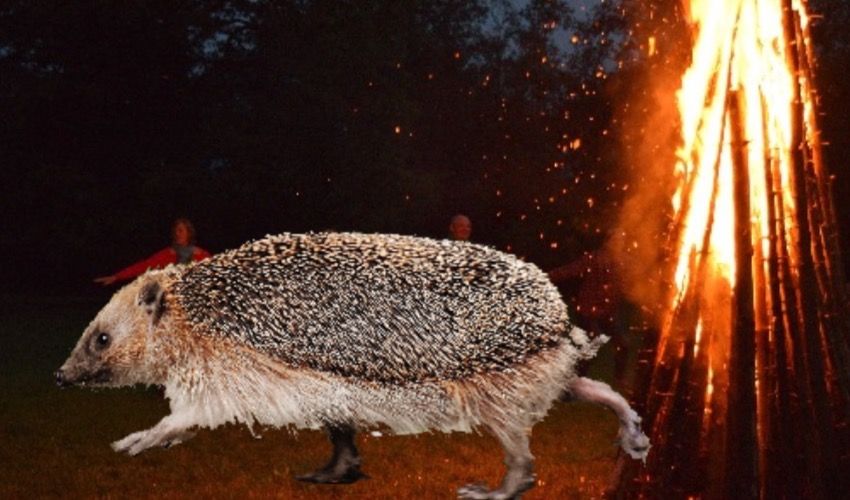 WATCH: Help hedgehogs avoid being burned