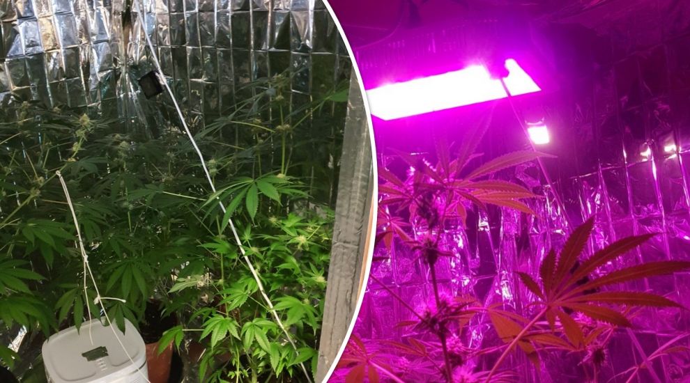 IN PICTURES: Major cannabis crops seized in dawn raids