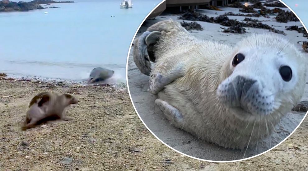 WATCH: La Fregate orphan seal finally released back into the wild