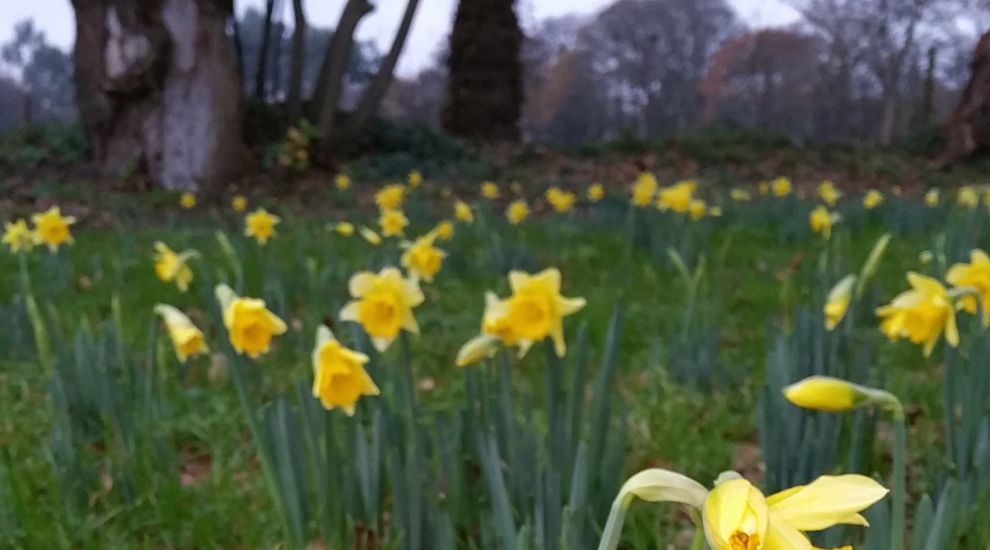 Jersey daffodils blooming for earliest time in ten years due to warm weather