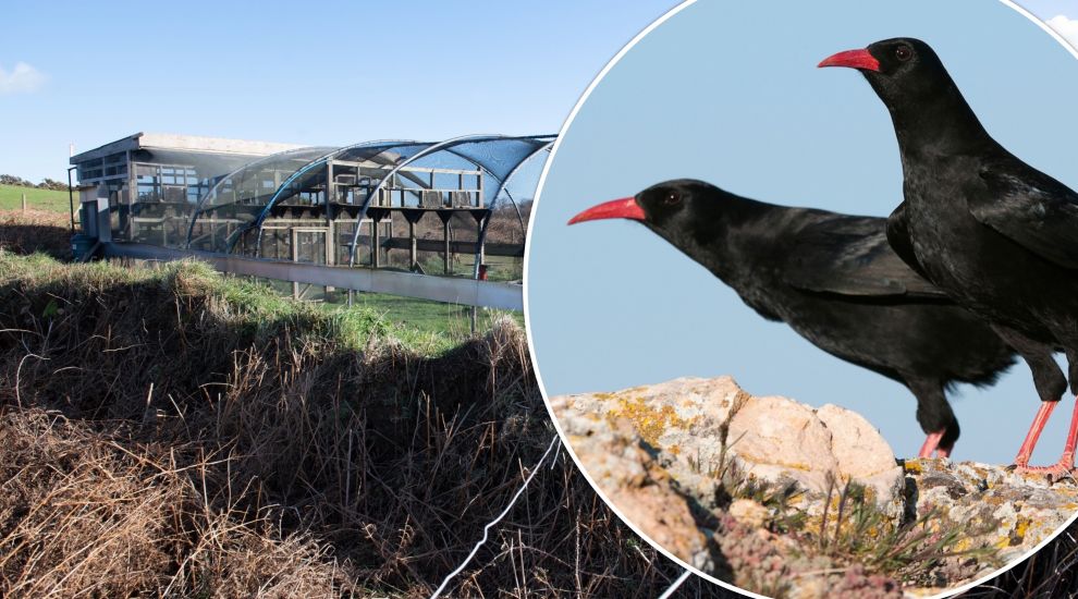 Push to keep chough conservation project going for longer