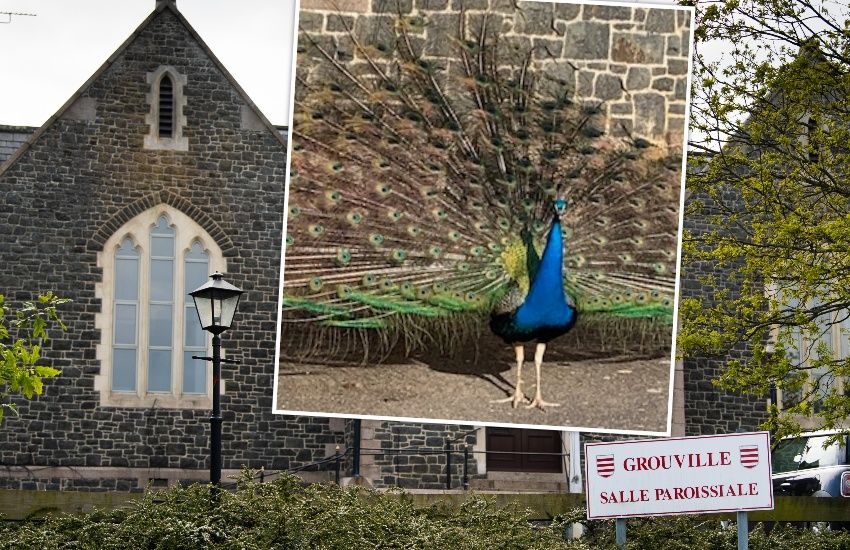 Farewell Mr Percy! Grouville pays tribute to parish peacock