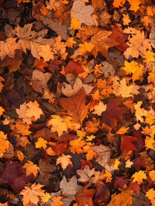 autumnal_leaves.jpg