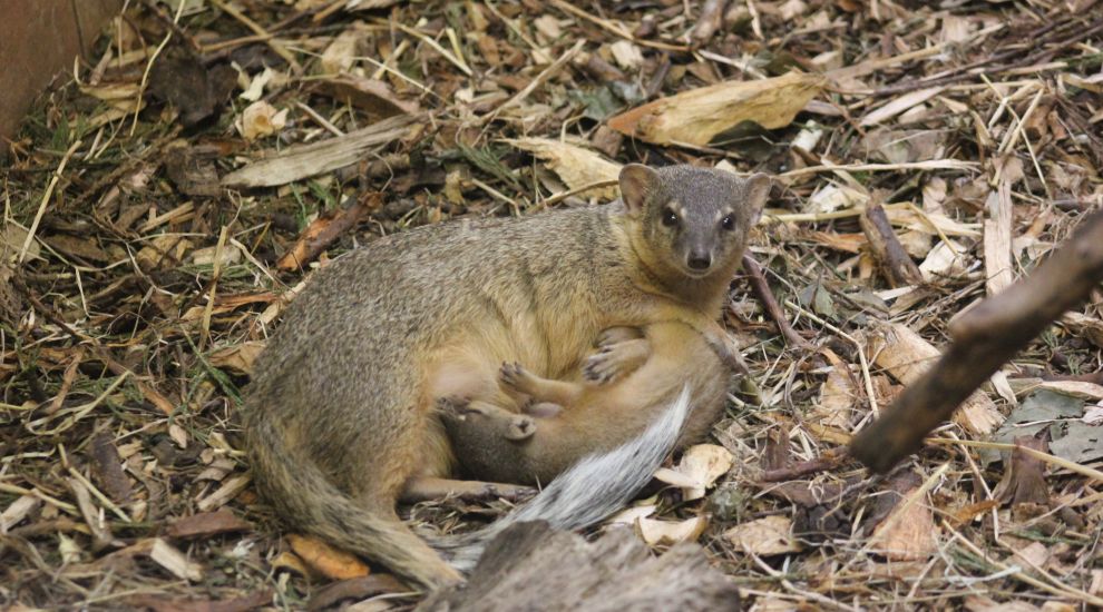 VIDEO: Bats, rats and mongoose - Jersey Zoo celebrates new babies