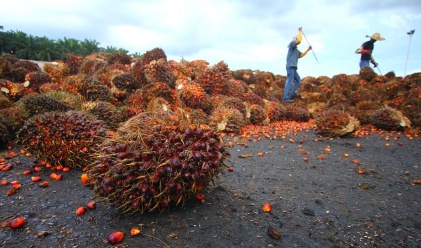 Constable calls for Jersey to limit use of palm oil