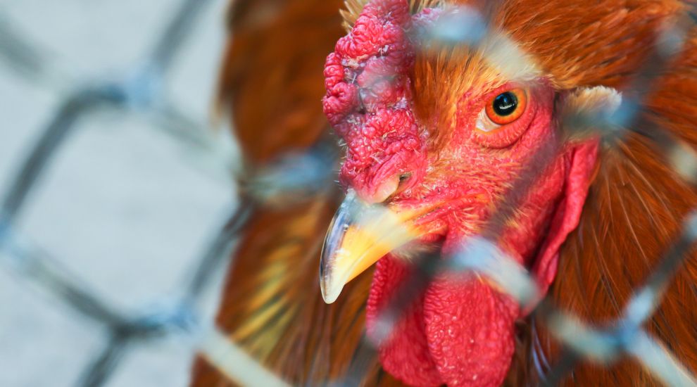 ‘Flockdown’ returns as bird flu cases rise