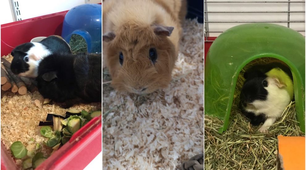 Busting the myths about guinea pigs