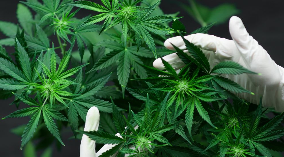 All systems green for Jersey firm's UK medicinal cannabis shipment