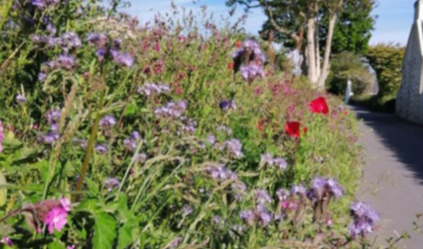 Two Jersey Community Projects rated as ‘outstanding’ by the RHS