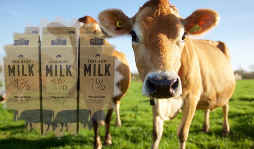Big milk price increase amid fears over future of dairy industry