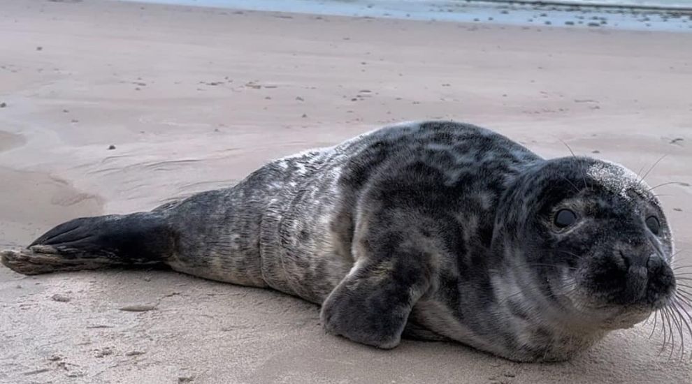 Jersey seal rescuers ponder local rehab facility as another pup found