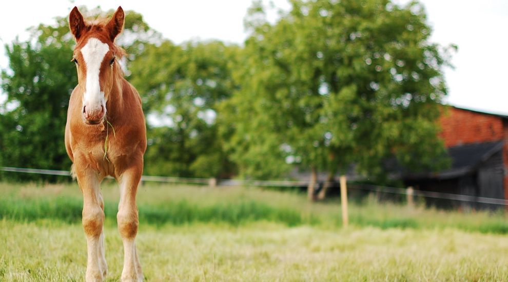 Could the equine industry be a multi-million opportunity for Jersey?