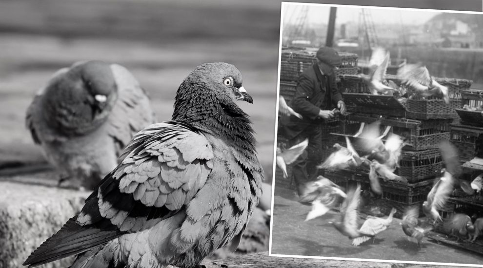 LOOKING BACK: The importance of the Honorary Pigeon Officer