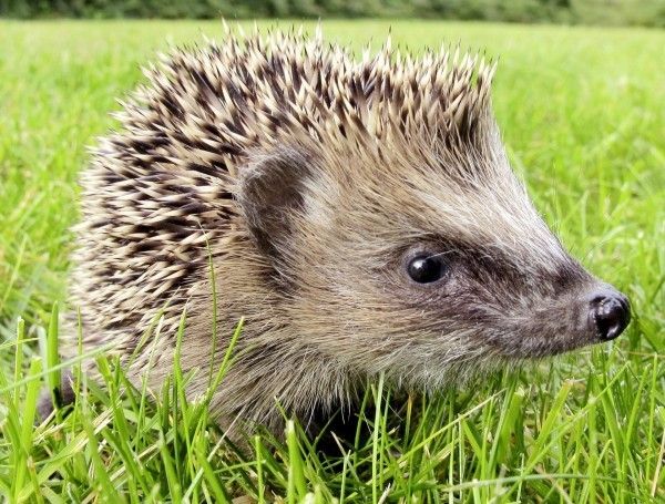 Charity prickles over lack of good new homes for hedgehogs