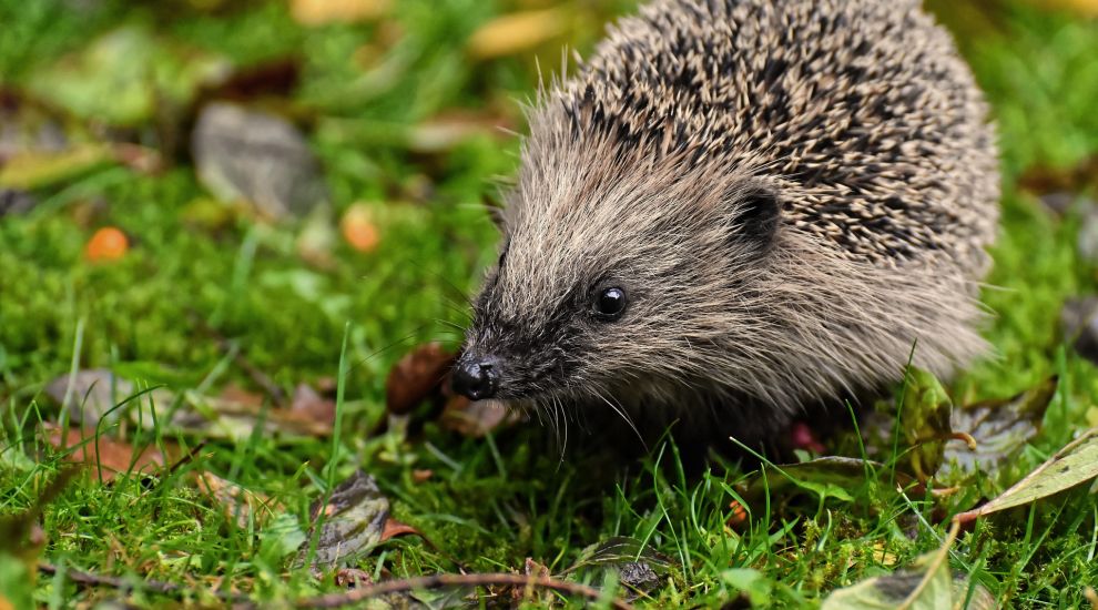 When did you last see a hedgehog?
