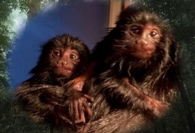 “Precious” endangered baby monkeys born in Jersey