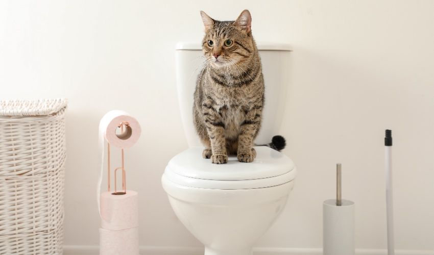 NEWS EYE: Cattery denies installing toilets for human-identifying cats