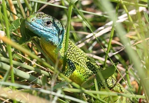 Jersey’s elusive lizards shine on national TV