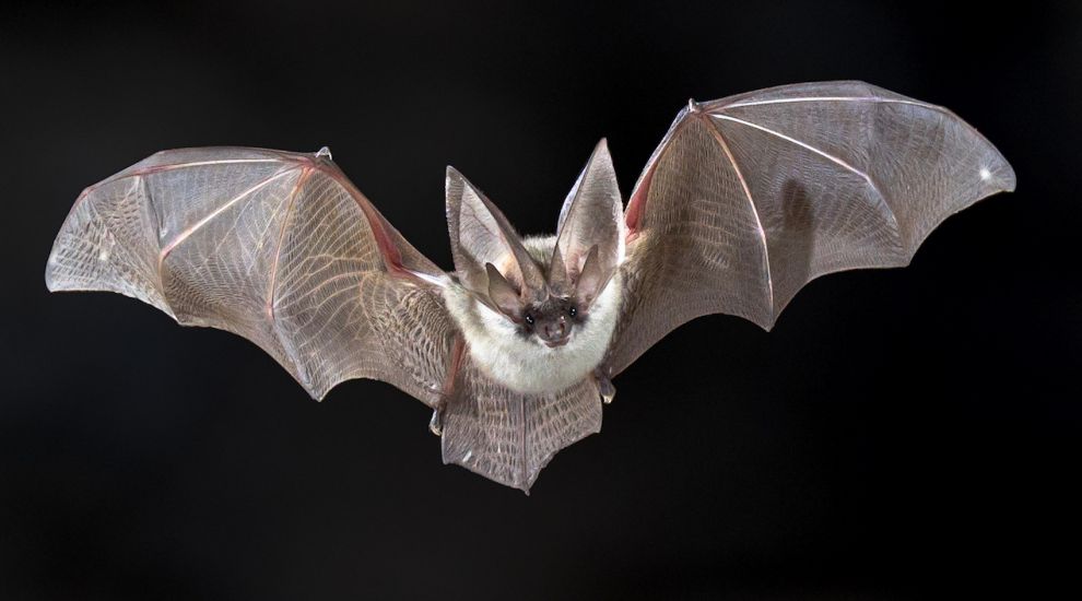 A bat more common than you'd think...