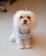 maltese puppies for sale 