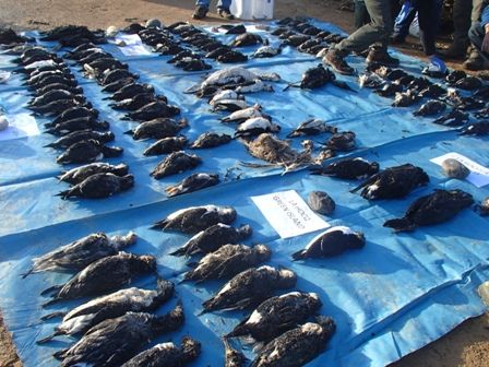 Islanders urged to keep counting dead seabirds