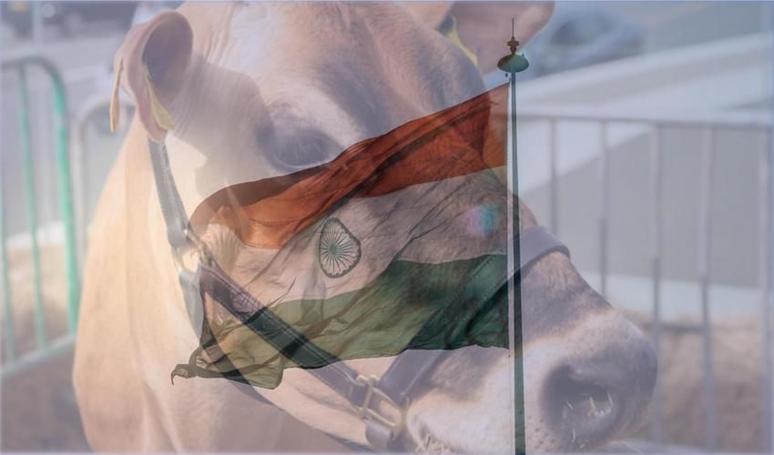 Indian officials milking Jersey cow-nspiracy