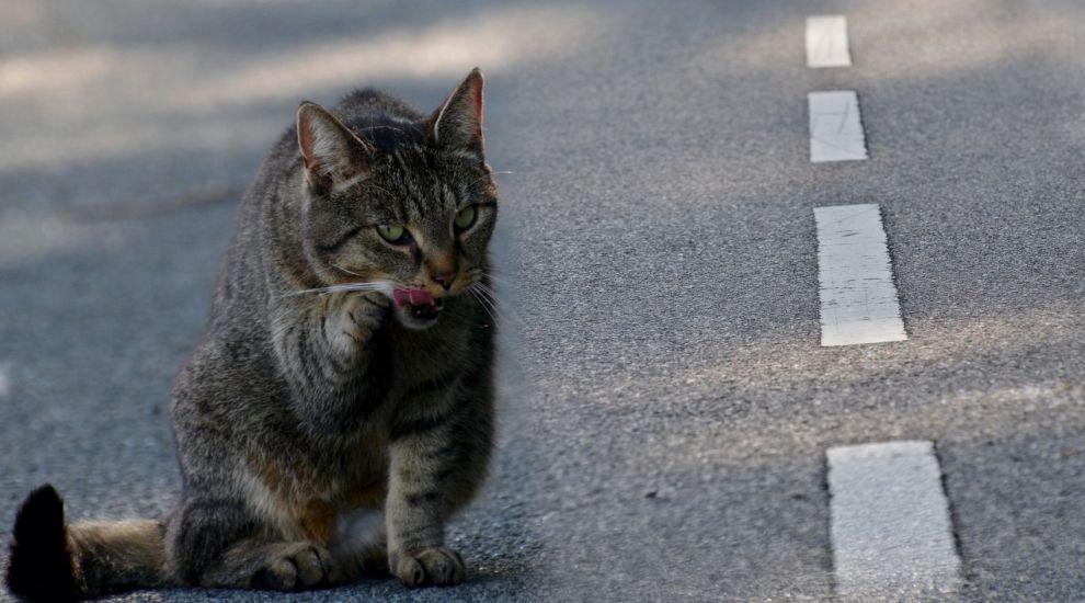 Cat ‘hit and run’ law could help save pets, says JSPCA