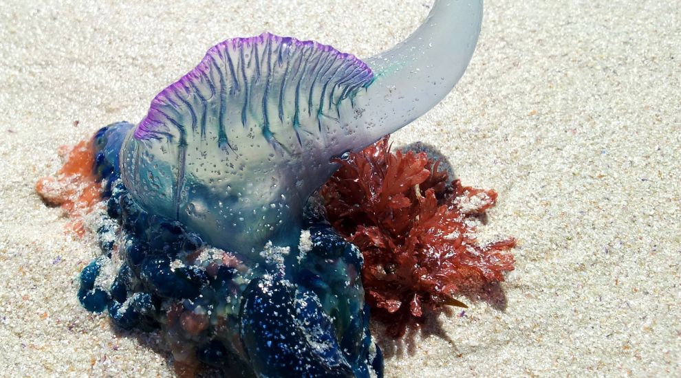 Warning issued after Portuguese Man-o-war found on Jersey beach