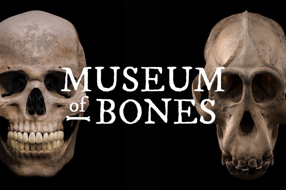 museum_of_bones.png