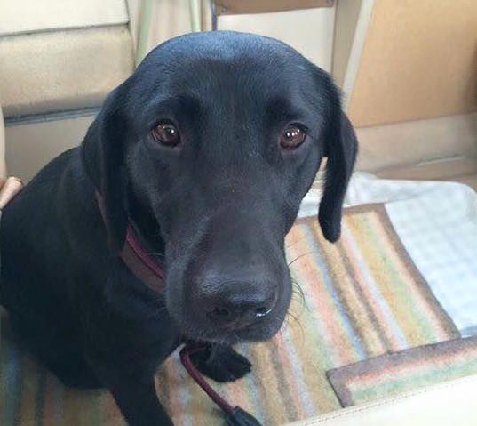 Dog missing for nearly a week after just one day in Jersey