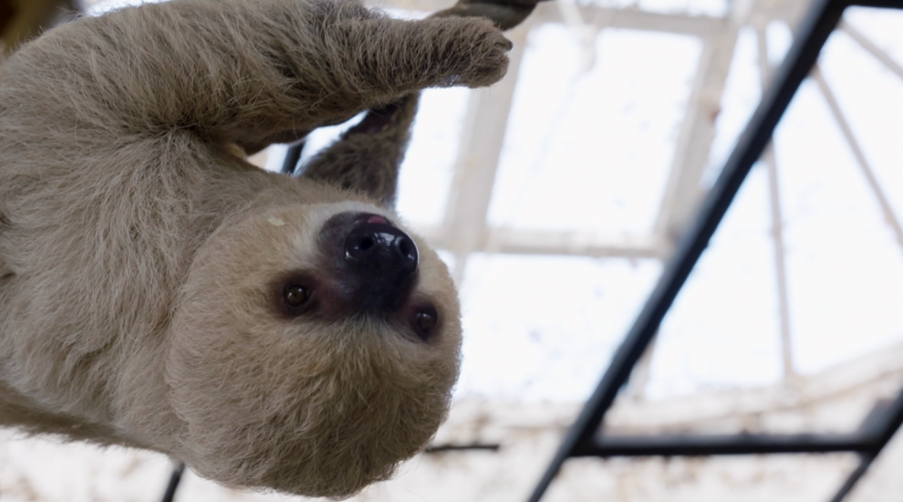 Life in the slow lane: how new sloths are settling in at the Zoo