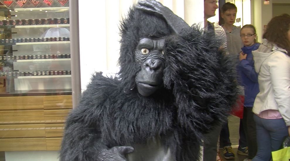 VIDEO: Gorilla in our midst