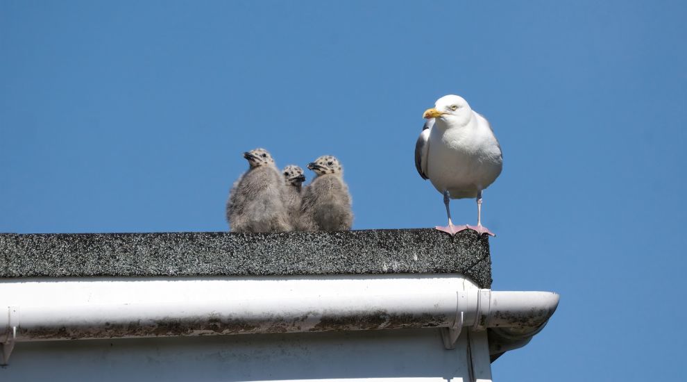 ADVICE: What should I do if I find a baby seagull?