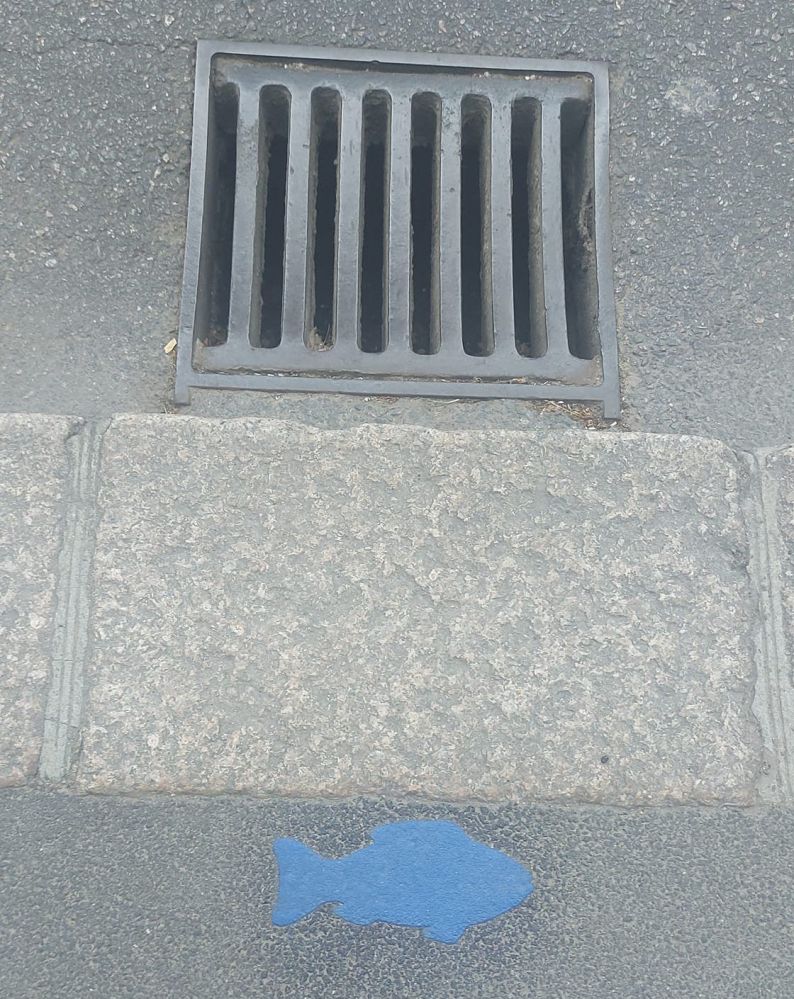 blue_fish_drain.jpg