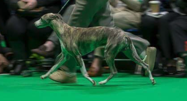 Jersey whippet wins big at Crufts
