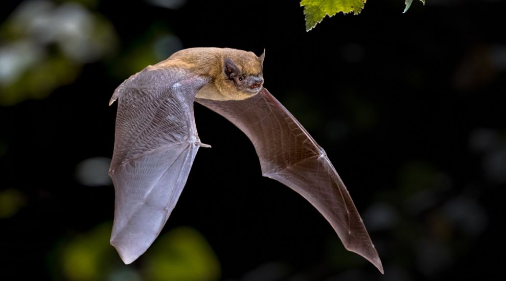 EXPLAINED: How to find a bat roost