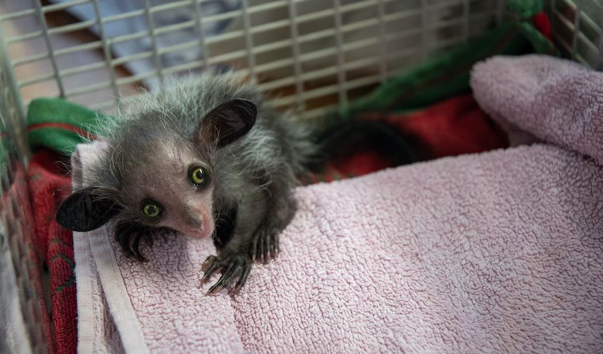 WATCH: Keepers step in to raise rejected aye-aye baby