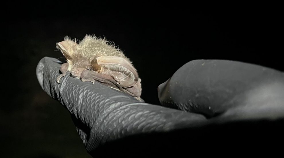 Dead baby bats in Jersey sent to National Museum of Scotland