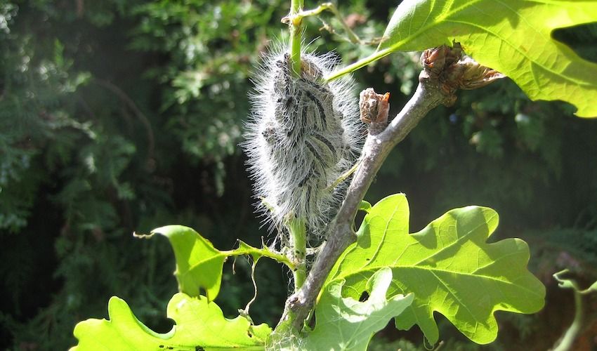 Watch out for toxic caterpillars!
