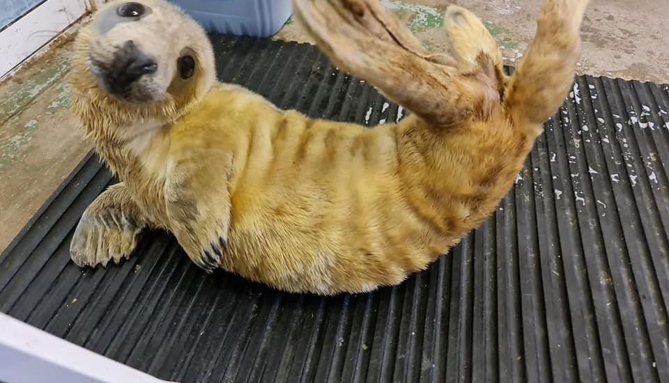 Rescued seal pup Shakespeare on the road to recovery