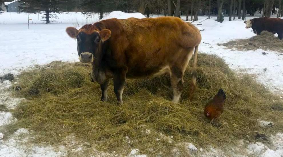 WATCH: New Yorkers udderly moo-ved by Jersey ‘seeing eye cow'