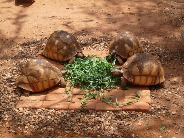 Durrell win race to save the world's rarest tortoise
