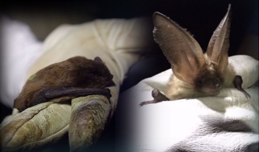 Why we should care about bats