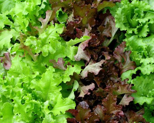E coli warning over unwashed salad leaves