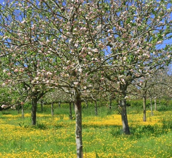 Will love blossom again for Jersey's trees?