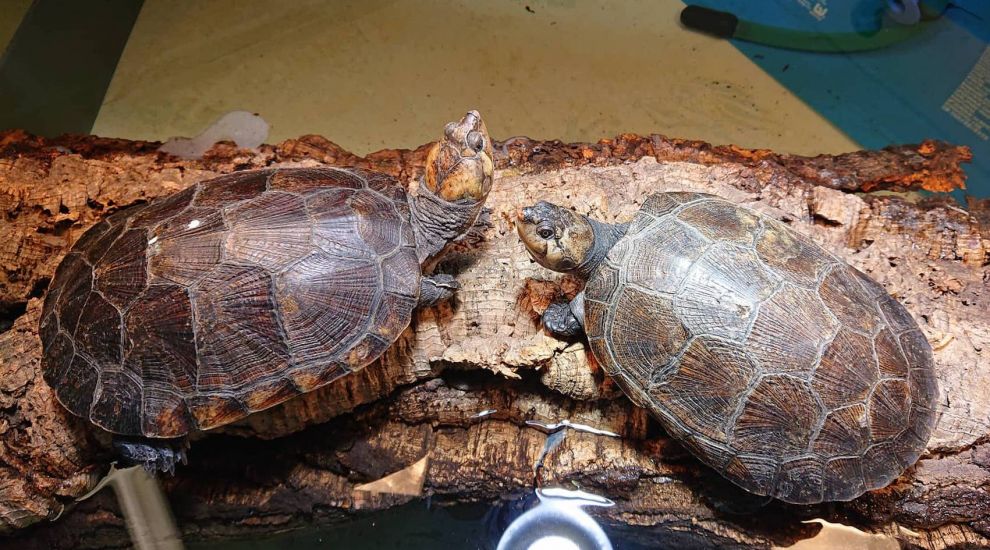 WATCH: Smuggled turtles join zoo family