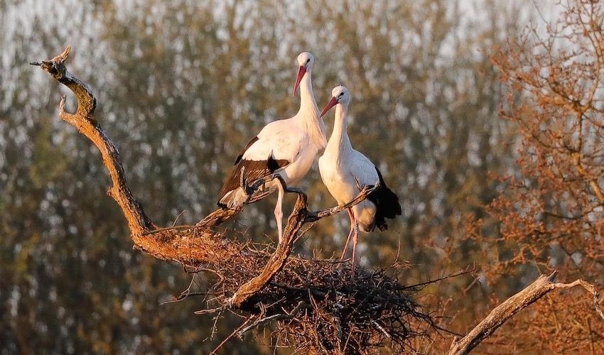 Stork nest hatches success