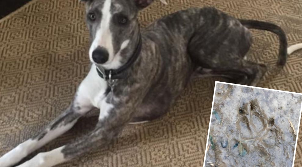 Fresh paw prints and kills point to whippet's direction in St. Martin