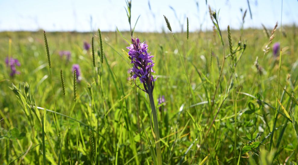 Celebrate 'flower power' as Jersey's orchid numbers grow
